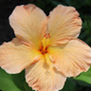 Meet your Posher, Ally